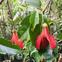Shorea oblongifolia Thwaites
